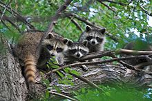 220px-Raccons_in_a_tree