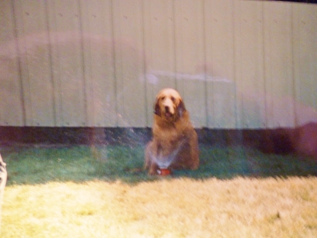 Muffins In Sprinkler